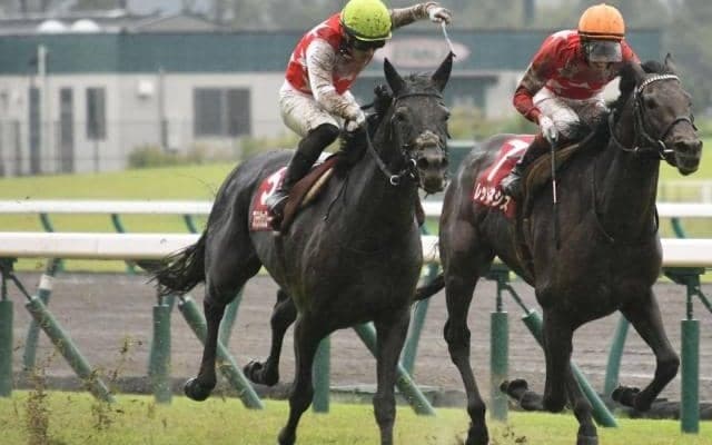 【神戸新聞杯結果】ステラヴェローチェが差し切り重賞2勝目！シャフリヤールは4着に敗れる