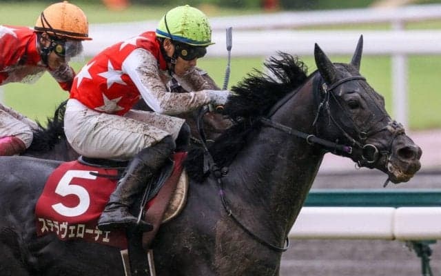 【神戸新聞杯】吉田隼「馬場を意識していた」ステラヴェローチェがダービー馬を撃破