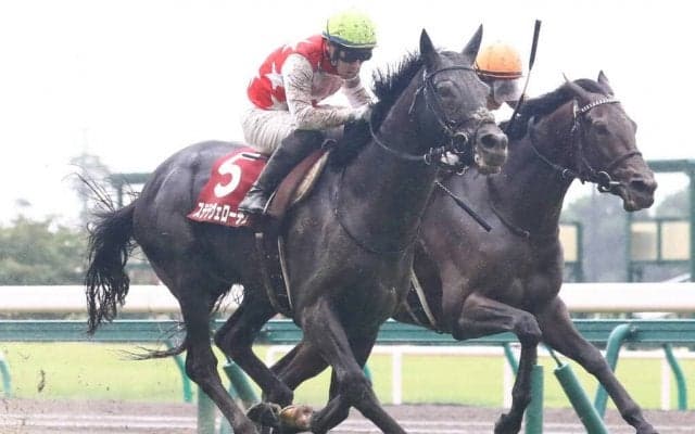 【神戸新聞杯】ステラヴェローチェが突き抜ける！シャフリヤールは4着