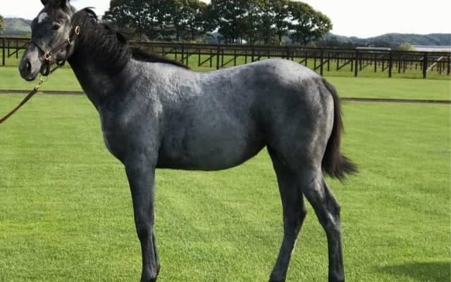 母はエリザベス女王杯の勝ち馬、リトルポピーがC.ルメール騎手でデビュー/関東馬メイクデビュー情報