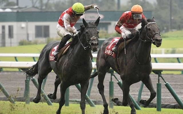 いずれは父バゴの後継種牡馬に　“稀代の道悪巧者”ステラヴェローチェ