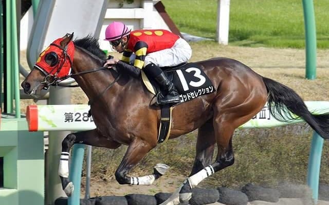 【シリウスS想定騎手】ゴッドセレクションは中井裕二騎手、アナザートゥルースは松山弘平騎手