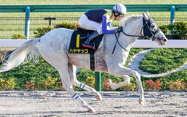 【シリウスSハンデ確定】ハヤヤッコは57.5kg、ケイティブレイブはトップハンデ58.5kg