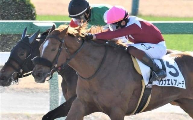 【門別競馬情報】ハイレベルだった14日「新冠町軽種馬生産振興会特別2」上位のマイトレジャーフジ＆ガウナエルフリーデ。今夜、11R「新冠・新ひだか2デイズ特別」12R「新冠町長杯レコードな町新冠特別」に相次ぎ出走！/地方競馬情報
