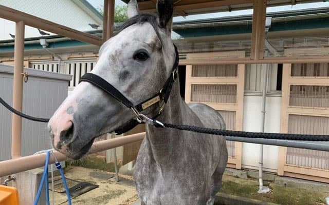 【POG】ホワイトターフ永島騎手「距離は延びたほうがいいと思います」/ねぇさんのトレセン密着