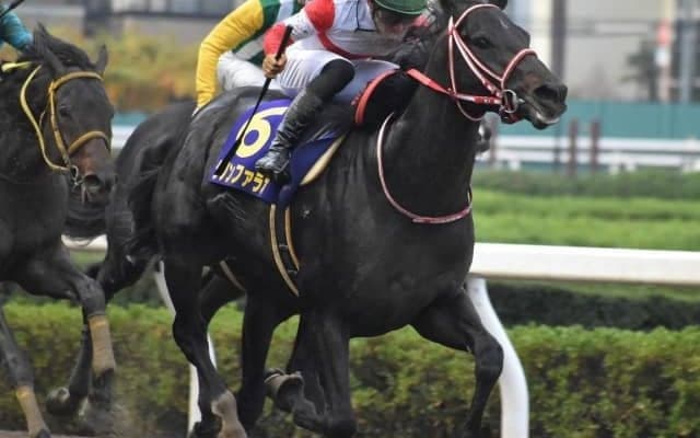 【日本テレビ盃・馬体重】クリソベリルは546kg(-8)、ダノンファラオは537kg(+3)