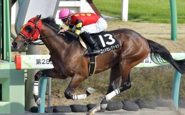 【シリウスS枠順確定】ゴッドセレクションは3枠6番、ハヤヤッコは5枠10番