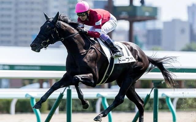 【ききょうS】4.7億円の高額馬ドーブネ　吉田隼人騎手「古馬みたいな落ち着きがあります」