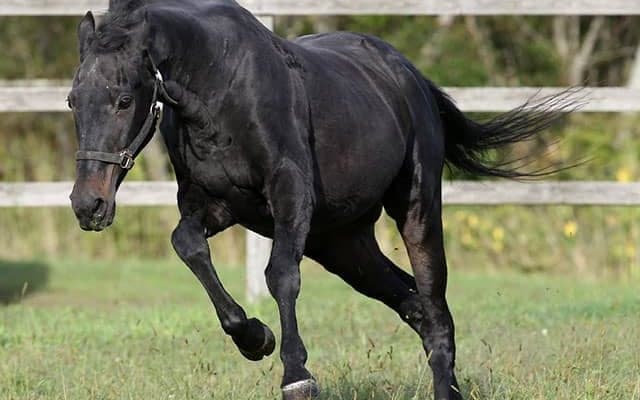 「ウマ娘」効果で見学者増！ 31歳ウイニングチケットら余生を送る3頭のGIホース