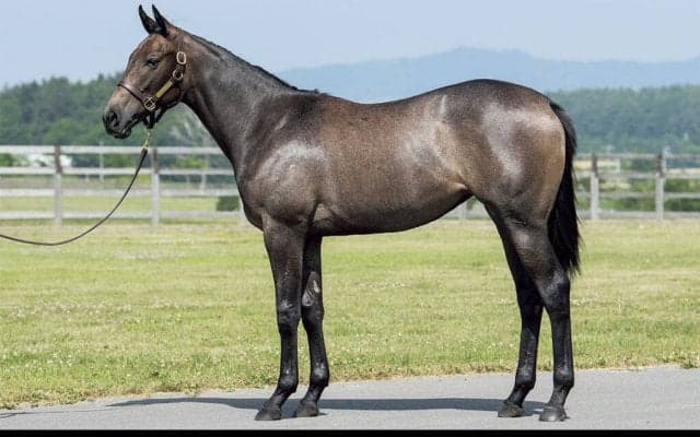 インゼルサラブレッドクラブが先行募集受付を開始！預託先はトップトレーナー揃い