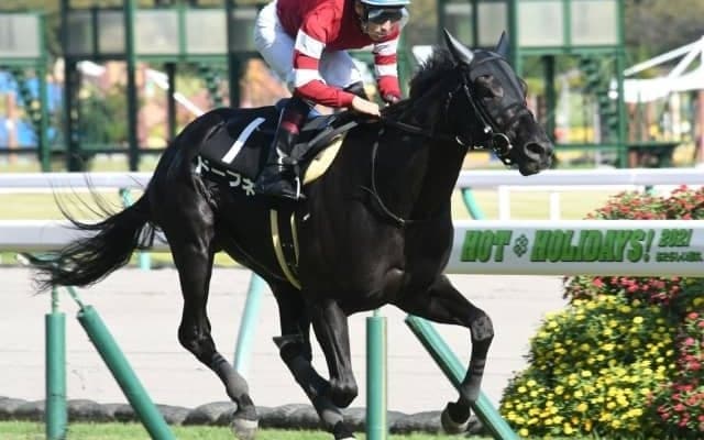 【ききょうS結果】超高額ディープ産駒ドーブネが逃げ切り無傷2連勝