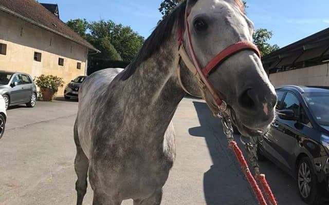 【仏・フォレ賞 枠順】日本馬エントシャイデンは大外16番ゲート、鞍上は坂井瑠星騎手