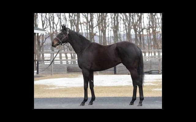 「すばらしい馬」５億円馬ショウナンアデイブ。高野調教師もホレボレする動き