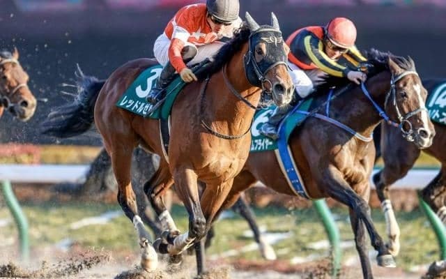 【大井・東京盃枠順確定】レッドルゼルは1枠1番、リュウノユキナは4枠5番