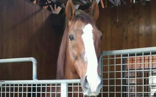 ダイワメジャー産駒のJRA勝利数がステイゴールドに並ぶ、スプリンターズSにはレシステンシアが出走