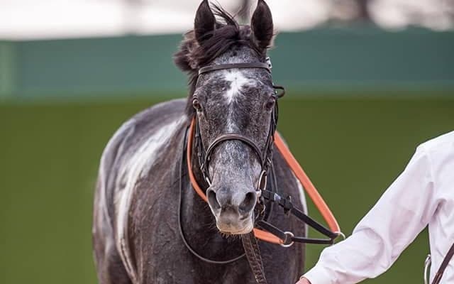 【凱旋門賞JRAオッズ】クロノジェネシスが1番人気　以下、スノーフォール、タルナワと牝馬が上位独占