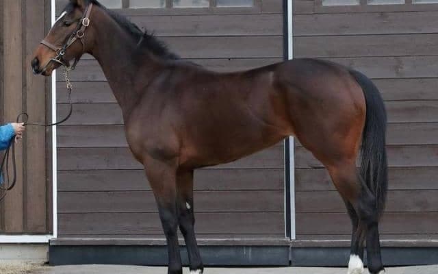 重賞3勝馬シャケトラの半妹ラスールがデビュー/関東馬メイクデビュー情報