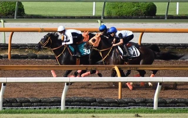 5億1000万円のディープ産駒 ショウナンアデイブがデビュー/関西馬メイクデビュー情報