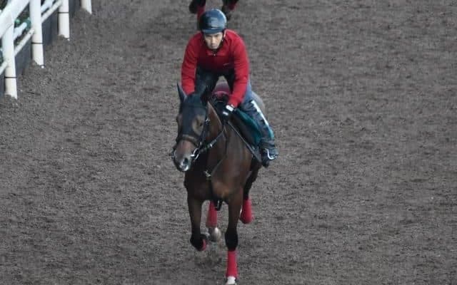 ヤマニンループなど、先週のゲート試験/栗東トレセンニュース