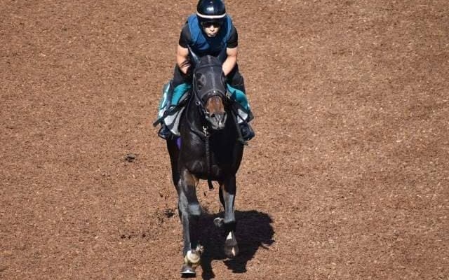 スタニングスターなど、先週の入厩情報/栗東トレセンニュース