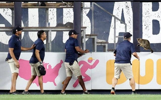 【MLB】グラウンド逃げ回り大混乱、選手は大爆笑…　試合彩った“珍客”は「誰が連れて来た？」