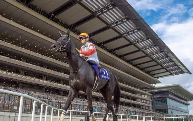 【毎日王冠注目馬】復活の春から実りの秋へ　一昨年覇者が3歳馬を迎え撃つ