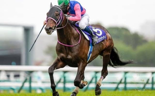 【JRA】JGI連勝中のメイショウダッサイが年内休養　左前の繋靱帯炎で