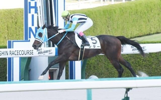 【阪神4R新馬戦結果】ホッコータルマエ産駒シダーが押し切って快勝
