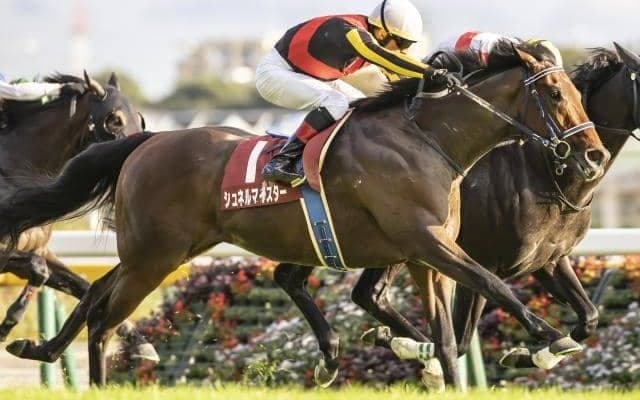 【毎日王冠結果】シュネルマイスターが鋭く追い込んで重賞2勝目！3年連続の3歳馬V