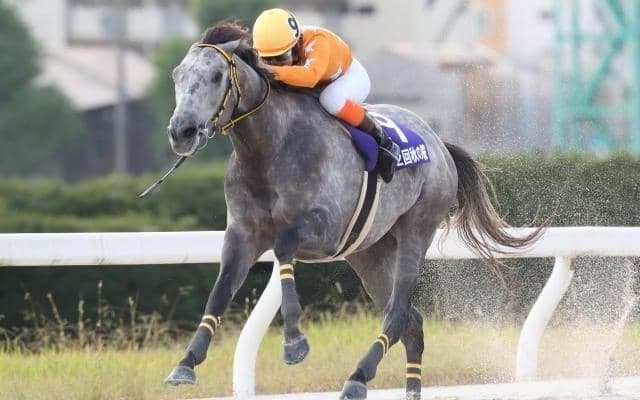 【名古屋・秋の鞍結果】地元のトミケンシャイリが逃げ切って完勝