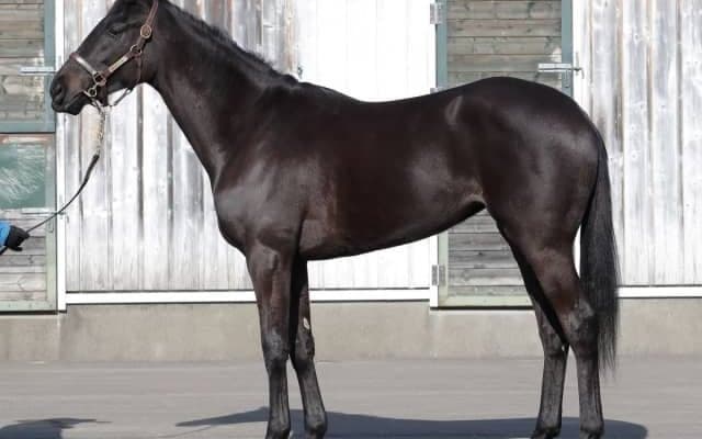 高松宮記念連覇キンシャサノキセキの姪エリカヴィータがデビュー/関東馬メイクデビュー情報