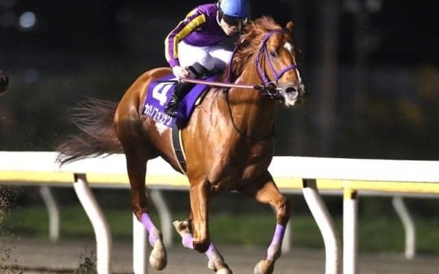 第4回地方競馬ファン投票　カジノフォンテンが暫定1位に