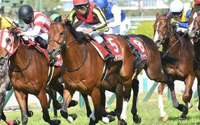 【次走】毎日王冠9着のケイデンスコールはマイルチャンピオンシップへ