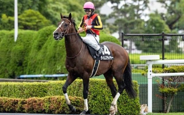 【次走】タイムフライヤーはスワンSを予定　15戦ぶりに再び芝路線へ