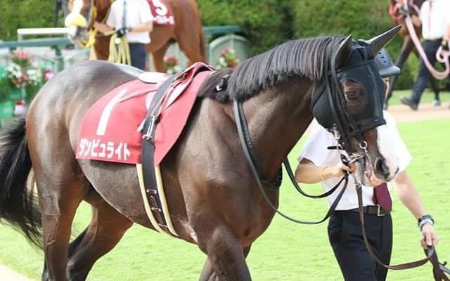 【次走】ダンビュライト、みやこSでダート初挑戦へ
