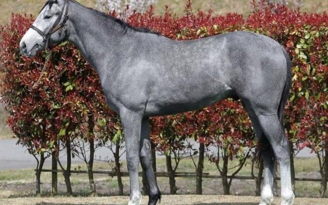 【JRA新馬戦】コントレイルの全弟サンセットクラウドなどがデビュー