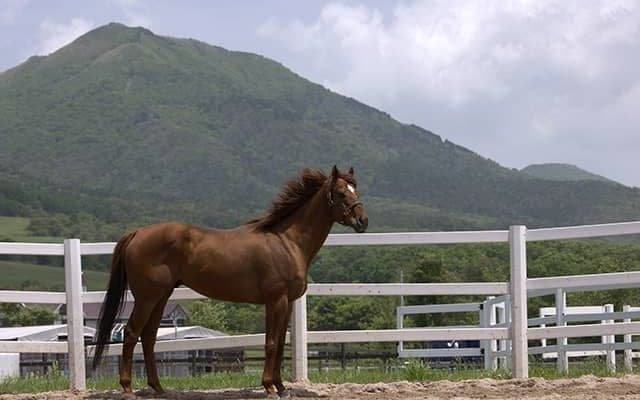 アーモンドアイの勝負鉄は856万超え！ 「ノーザンホースパークチャリティオークション」総落札額1248万5825 円