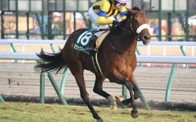 【府中牝馬S枠順確定】マジックキャッスルは7枠13番、デゼルは8枠17番