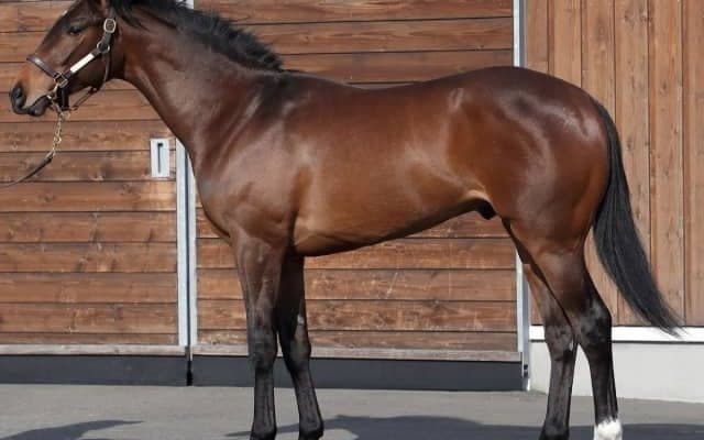 【JRA新馬戦】ダービー馬シャフリヤールの半弟アルファヒディが24日にデビュー