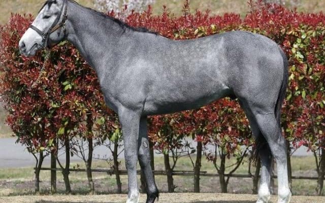 【本日の注目ポイント】東京で府中牝馬S、コントレイルの弟デビューなど