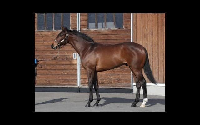 デビュー目前のアルファヒディ。ダービー馬シャフリヤールの弟はどれほどの器か