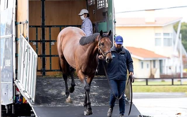 クリソベリルが社台スタリオンステーションに到着
