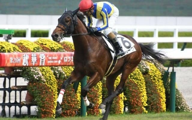 【阪神5R新馬戦結果】8番人気セルバーグが抜け出して快勝