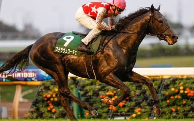 【菊花賞見どころ】混戦のクラシック最終戦、ステラヴェローチェが人気の中心
