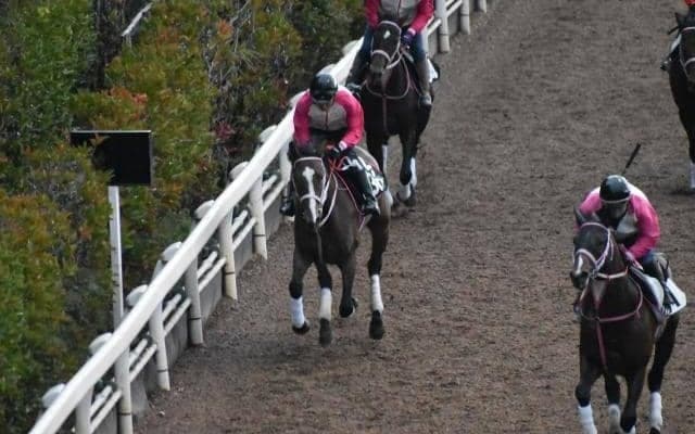 モズネズコなど、先週の入厩情報/栗東トレセンニュース