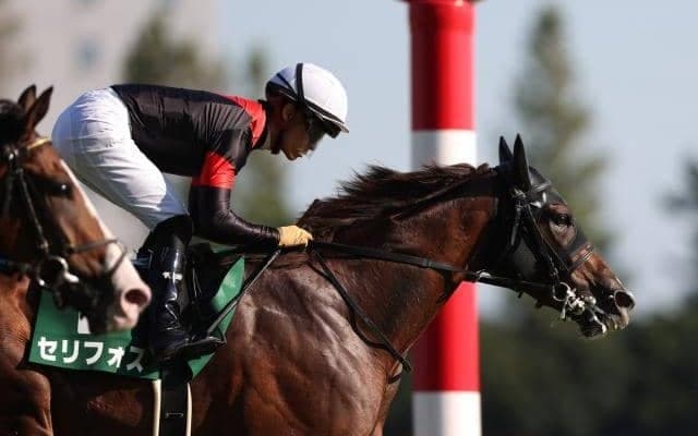 【次走】デビュー2連勝のセリフォスはデイリー杯2歳Sから朝日杯FSへ