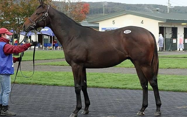 年間総売上げは145億3859万円と過去最高をマーク　活況を呈した一方で…