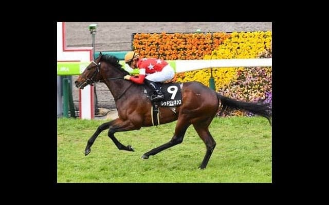 菊花賞は血統と臨戦過程を重視。穴候補はディープ産駒と２勝クラスを勝ってきた３頭