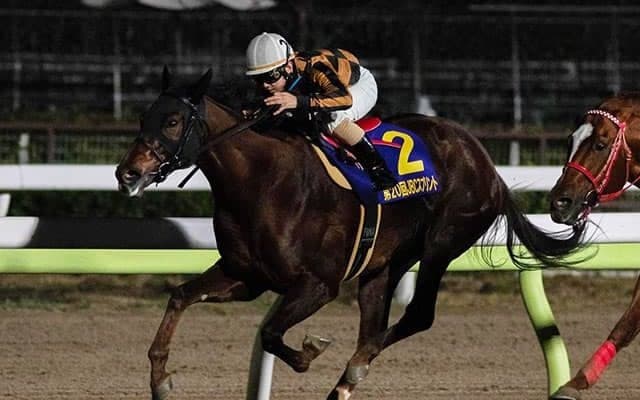 【JBCスプリント出走予定馬】連覇狙うサブノジュニア、昨年4着のモズスーパーフレアなど