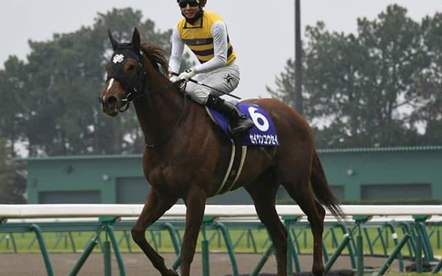 【スワンS想定】GI馬4頭含む17頭　ステルヴィオ、ダノンファンタジー、セイウンコウセイ、タイムフライヤーなど